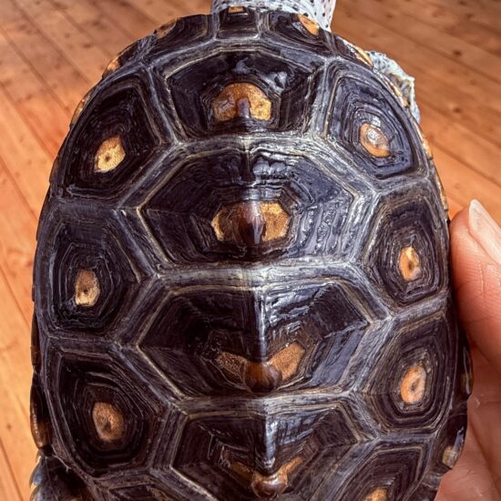 2CCC6D25-F88D-46A0-AE49-7426CC24401E_1_201_a 2CCC6D25-F88D-46A0-AE49-7426CC24401E_1_201_a