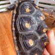 8F73580A-3A30-4DF0-B8C8-3D45F2BEA14C_1_105_c