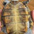 B287C72D-9790-41CC-9E36-564898DECC6B_1_102_a
