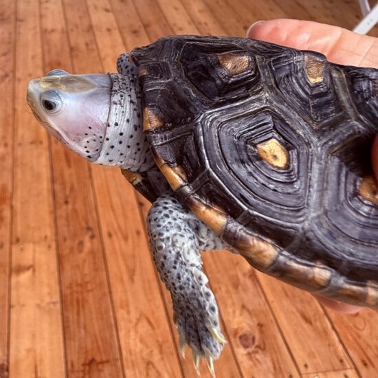 CFF978EE-E196-4287-B417-08E959E60019_1_105_c CFF978EE-E196-4287-B417-08E959E60019_1_105_c
